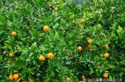 特早熟柑橘種植技術(shù)_六月桔是什么桔