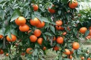 柑橘苗三月份種植技術(shù)_南豐柑橘種植時(shí)間和方法