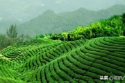 石山地區柑橘種植技術_柘洋村是正巖還是半巖