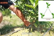 柑橘苗怎樣種植技術_烏柑橘種植時間和方法