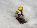 柑橘1斤石硫合劑兌多少水？科學配比與安全稀釋方法詳解
