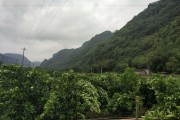 云南柑橘的種植技術(shù)_廣西特早柑桔早還是云南更早