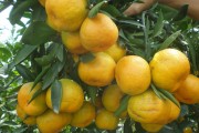 日南一號柑橘種植管理技術_春見有幾個品種