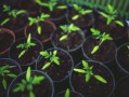 眉山市耙耙柑基地樹苗：優質果苗培育與科學種植技術示范基地