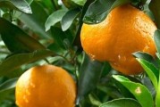 特色柑橘種植技術_種植柑桔技術制水是什么意思