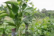 柑橘嫁接多久能發芽_柑橘嫁接芽會沖破薄膜嗎