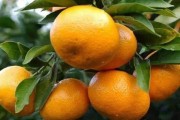 柑橘種植技術與危害_種植柑橘夏季需注意些什么