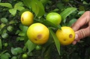 柑橘常見(jiàn)的病蟲(chóng)害主要有_柑橘黑斑病為什么每月都有