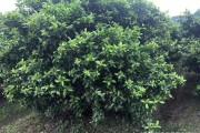 柑橘拉枝技術_橘子樹開春發芽需要施肥嗎