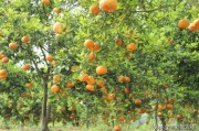 柑橘種植管理施肥技術_冬季果園如何管理