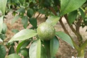 柑橘花的種植技術_沙糖橘春芽多花少什么原因