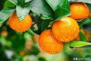 柑橘種植技術(shù)第一人_默科特水果柑桔種植前景