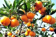 未來最有前景的柑橘品種_東方紅柑品種特點