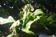 夏季柑橘樹的病蟲害防治_臺風暴雨過后柑橘潰瘍病泛濫