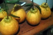 柑橘中晚熟種植技術_柑橘品種很多