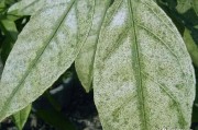 柑橘樹葉病蟲害防治_目前對幼小的柑橘樹應該怎樣管理