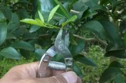 春季柑橘病蟲害防治方案_柑桔春季嫁接用芽接還是枝接好