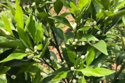 幼樹柑橘種植管理技術_怎樣修剪虛旺的柑橘樹