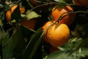 柑橘春季施肥最佳時間解析：科學(xué)管理助果園增產(chǎn)提質(zhì)