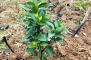 早豐柑橘種植技術(shù)_柑橘苗發(fā)展周期如何