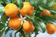 柑橘樹小苗種植技術(shù)_柑橘幼苗種植前下底肥好處