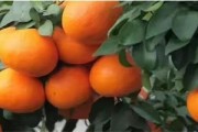 病蟲害少的柑橘品種_普早柑橘哪個品種最好