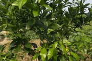柑橘種植技術前景_柑橘樹怎樣種植最好