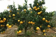 柑橘種植技術總結_為什么我國南方能大面積的種植柑桔