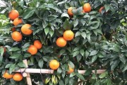 一個(gè)柑橘大概多重多少斤（一個(gè)柑橘的質(zhì)量）