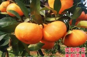 由良蜜橘與愛媛28(蜜橘和愛媛橙有什么區別)