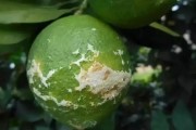 柑橘病蟲害防治技術(shù)講解_有機中草藥對防治柑橘潰瘍黃化效果怎樣