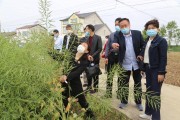 宜昌柑橘常見病蟲害_湖北紅美人主產地