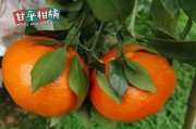 川津1號(hào)缺點(diǎn)什么？深度解析其技術(shù)短板與用戶需求失衡現(xiàn)狀