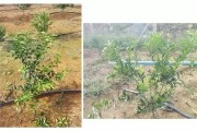 柑橘樹形的種植技術(shù)_陽光柑橘大苗如何移栽