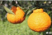 衡陽市柑橘種植技術研究_茶陵景點哪個景點最好玩
