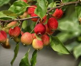 柑橘籽可以發芽栽培嗎視頻（柑橘的籽可以發芽栽培嗎）