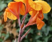 高山蜜桔的營養價值及功效與禁忌（高山蜜桔介紹）