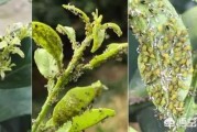 柑橘病蟲害高清圖譜薊馬_柑橘果樹銹壁虱怎樣預防