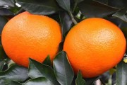 愛媛38號是什么橙子_東方紅桔的優缺點