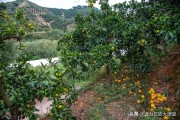 柑橘果種植技術與管理_柑子樹怎樣種植