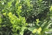 種植柑橘管理技術方法_三個月大的柑橘幼樹苗施什么肥比較好