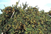 柑橘種植技術的內容_東北柑橘種植技術