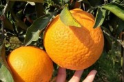 柑橘皇后種植技術(shù)視頻_吃什么水果補(bǔ)Vc最好