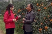 柑橘種植技術(shù)規(guī)程最新_想在南方農(nóng)村承包一些地種植柑橘