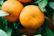柑橘北方種植技術_桔子樹在北方結果嗎