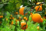 西班牙柑橘種植果園技術(shù)_種什么桔子產(chǎn)量高又甜