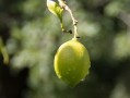 正宗四川柑桔樹苗：優質高產良種，產地直供，成活率高保障