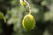 正宗四川柑桔樹苗：優質高產良種，產地直供，成活率高保障