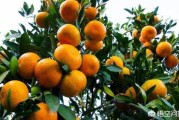雨過天晴柑橘種植技術_種植柑橘在著色期應注意些什么細節