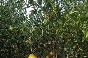 柑橘種植技術(shù)測試題目和答案_以色列雅法柑橘種植技術(shù)